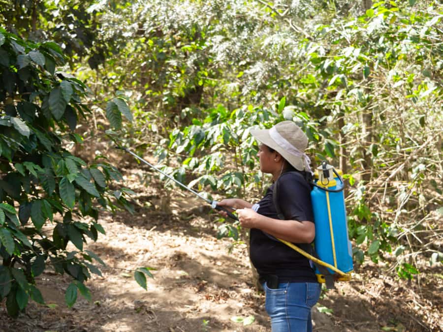 Coffee Tour in Antigua Guatemala - From planting and cutting to processing