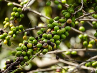 Coffee Tour in Antigua Guatemala