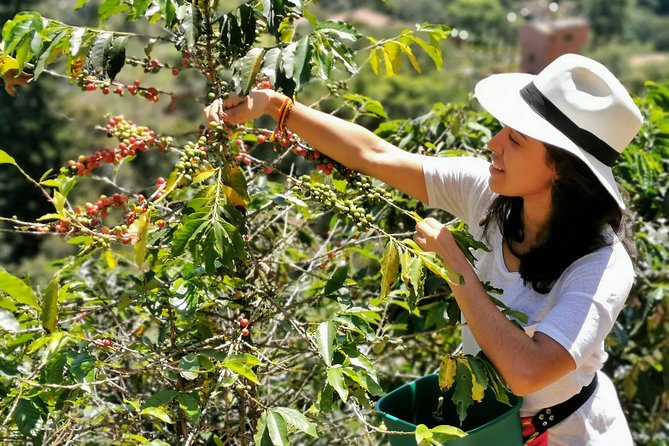Coffee Tour in the Beautiful Jardin Town: Adventure in the Andes - Four hours at a working coffee farm