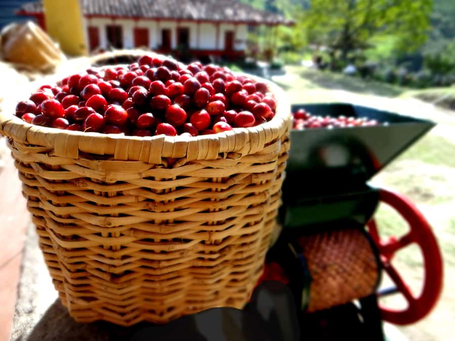Coffee Tour Salento-Ocaso Farm- English Tour - Is $14 a fair price?