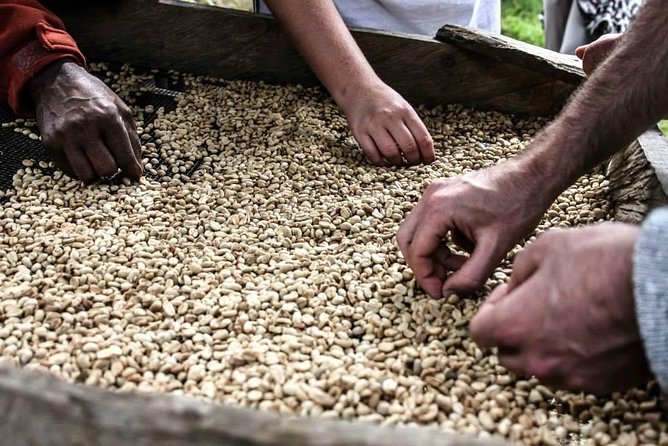 Coffee walk day trip - Coffee cupping and the bag you take home