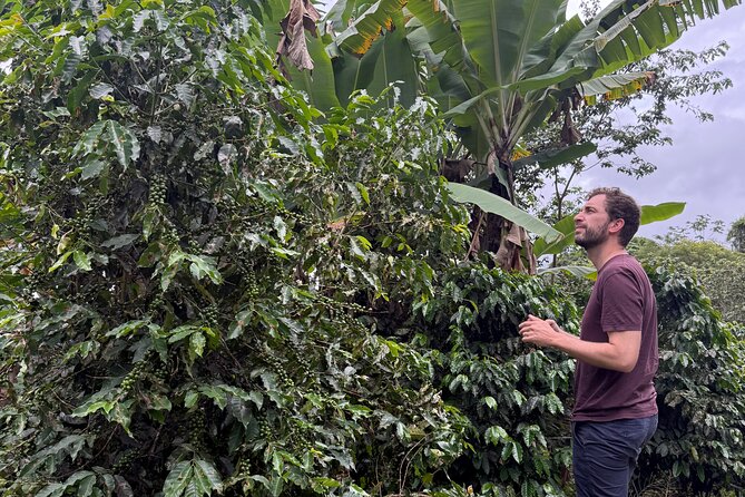 Coffee & Waterfalls Tour: from the mountains to the cup - Toro Negro State Forest and Río La Planta