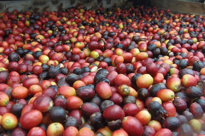 Coffee & Wine: North Route of Gran Canaria Tour - Arucas, sugar cane, and the San Juan Bautista church