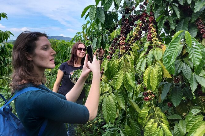 Coffee - Wine - Tea: Dalat Treasures tour - Phát Chi Tea Farm and Vietnamese tea culture