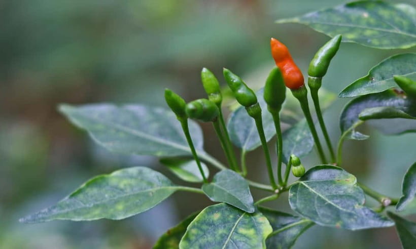 Coorg: Mercara Gold Estate Coffee/Spice Farm and Museum Tour - What the $3.85 Price Includes