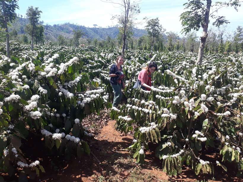 Dalat Countryside Motorbike Day Tour–Coffee Farms & Pagodas - Key points to know before booking