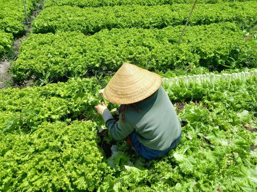 Dalat Countryside Motorbike Day Tour–Coffee Farms & Pagodas - K’ho village and ethnic culture