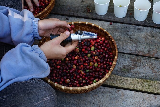 Dalat's countryside|Coffee Plantations Tour beyond Elephant falls - Coffee begins with the cherry
