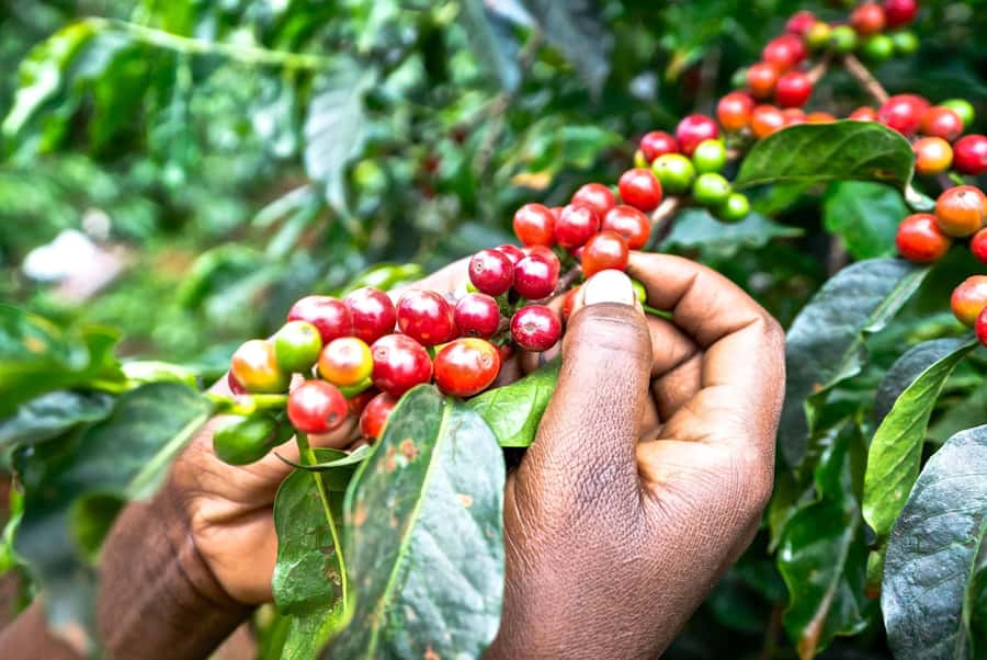 Day Tour to Fairview Coffee Estate From Nairobi - Why Fairview Coffee Estate is worth the trip from Nairobi