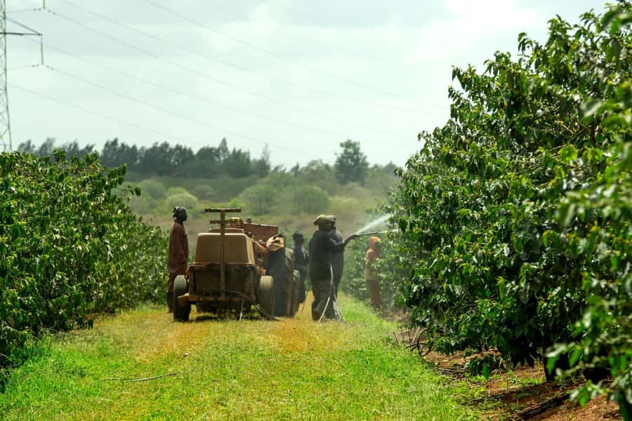 Day Tour to Fairview Coffee Estate From Nairobi - From Nairobi streets to Kiambu’s highlands