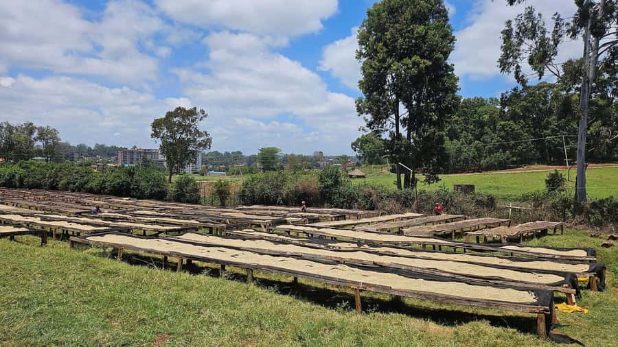 Day Tour to Fairview Coffee Estate From Nairobi - The guides and the value of good explanations