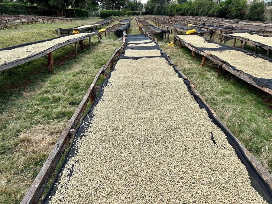 Day Tour to Fairview Coffee Estate From Nairobi - Who should book this experience