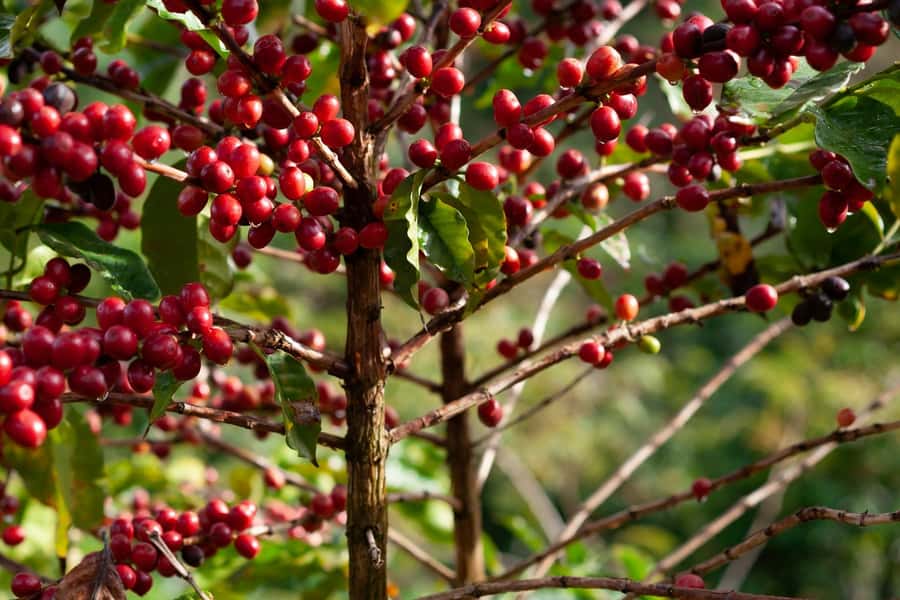 Day Tour to Fairview Coffee Farm - Leaving Nairobi for Kiambu