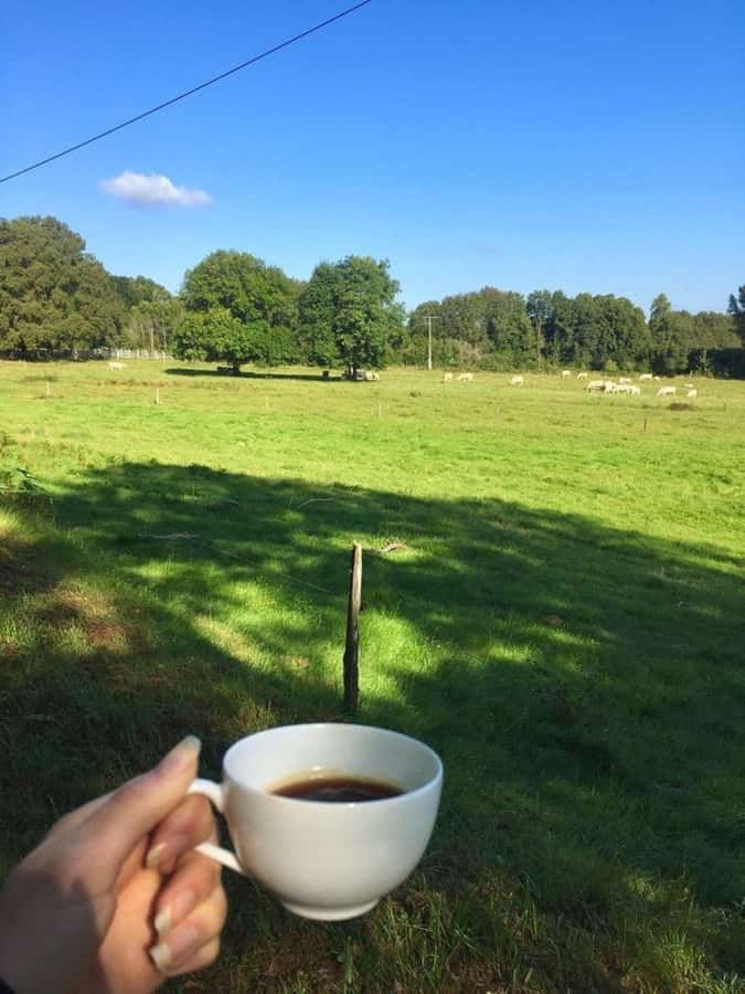 Day Tour to Fairview Coffee Farm - The Roasting Lab and Coffee Tasting
