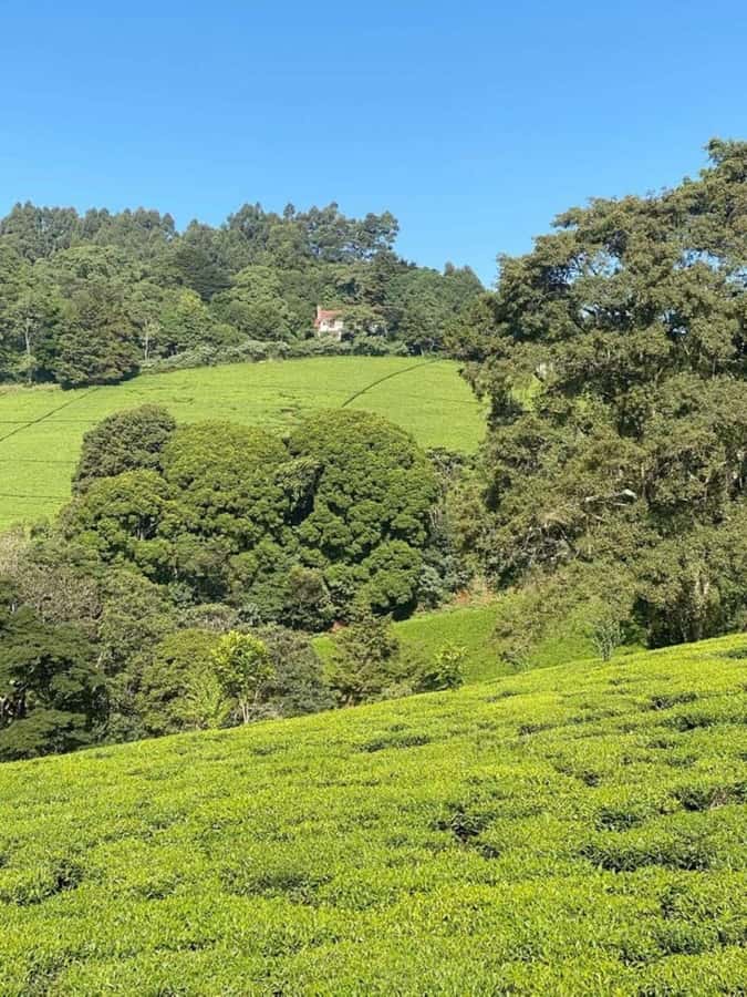 Day Tour to Fairview Coffee Farm - What the $50 Price Really Covers