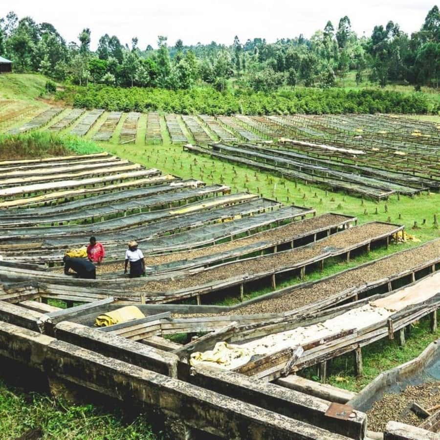 Day Tour to Fairview Coffee Farm - Timing, Pace, and Possible Delays