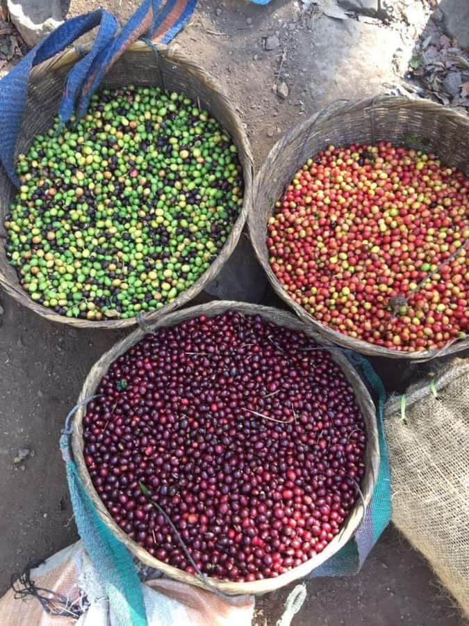 Day Tour to Fairview Coffee Farm - Who Will Get the Most From This Visit
