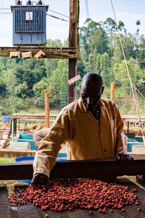Day Tour to Fairview Coffee Farm - Booking Details Worth Noting