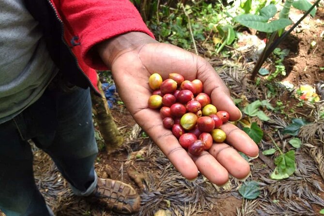 Day trip to Materuni waterfall, Coffee tour and Moshi Nightlife - Views of Kibo, Moshi, and the Kilimanjaro foothills