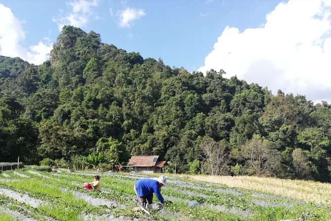 Doi Inthanon Day Trip:Twin Pagodas,Soft Hiking,Coffee Plantation - Hilltribe villages, markets, and mountain farms