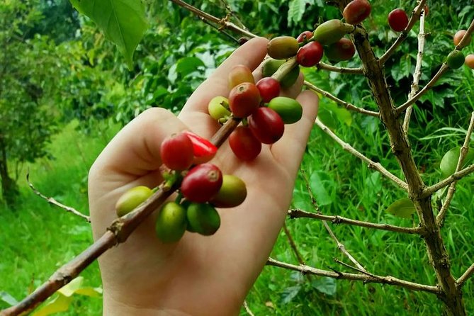 Exclusive Coffee Experience:Tour from Bogotá - Timing requires a little care