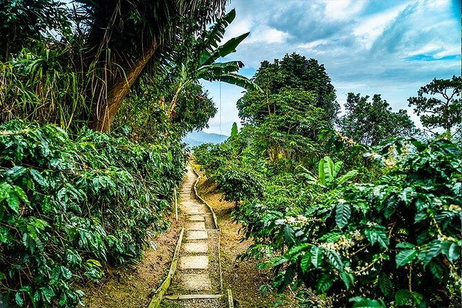 Exotic Blue Mountain Coffee Tour - Who will enjoy this day most