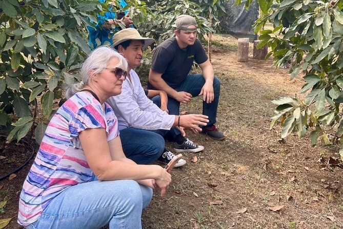 Experience: Organic Coffee, Avocados, Honey & More! - Avocado trees, tortillas, and guacamole