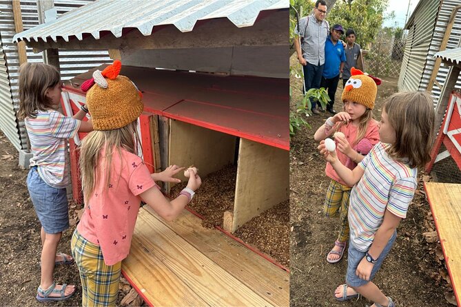 Experience: Organic Coffee, Avocados, Honey & More! - Walking through coffee plants and making your own cup