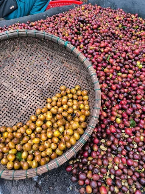Experience specialty coffee with sustainable coffee farmers - Key points to know before you book