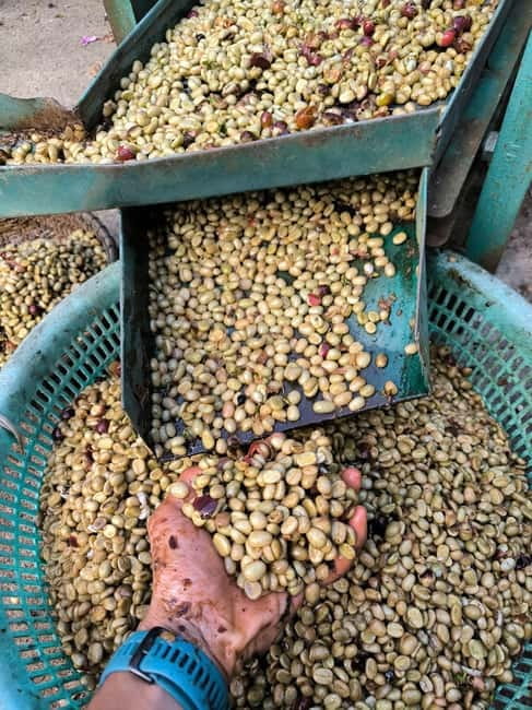 Experience specialty coffee with sustainable coffee farmers - Roasting green beans by hand