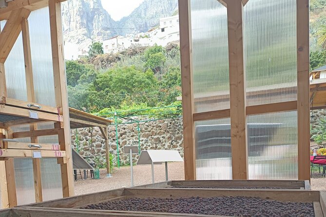 Explore Gran Canaria’s Coffee at Finca Los Castaños - Key points to know before you book