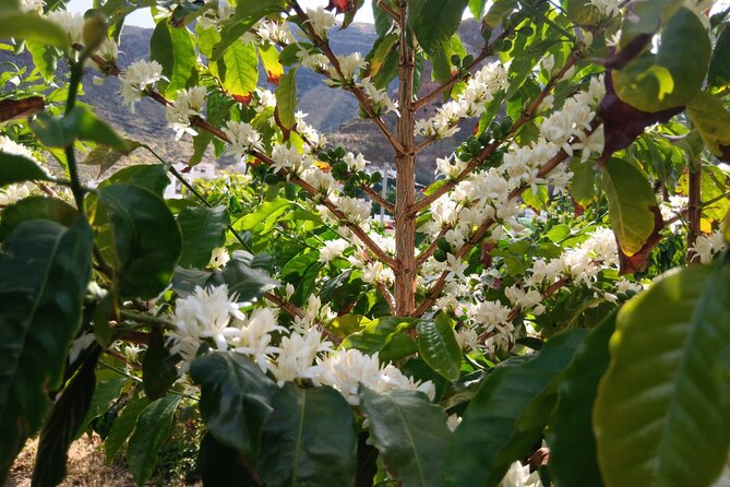 Explore Gran Canaria’s Coffee at Finca Los Castaños - A coffee farm in the Agaete Valley