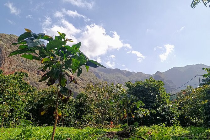 Explore Gran Canaria’s Coffee at Finca Los Castaños - Meeting Laura and the personal side of the farm