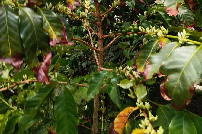 Explore Gran Canaria’s Coffee at Finca Los Castaños - From coffee plant to roasted bean