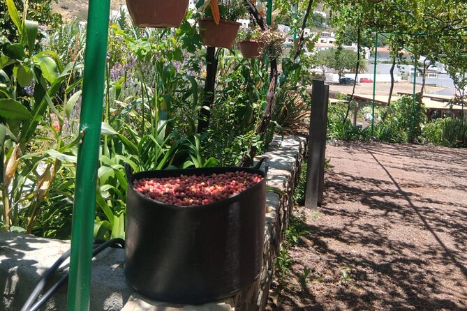 Explore Gran Canaria’s Coffee at Finca Los Castaños - The tasting: coffee, crackers, and homemade jams