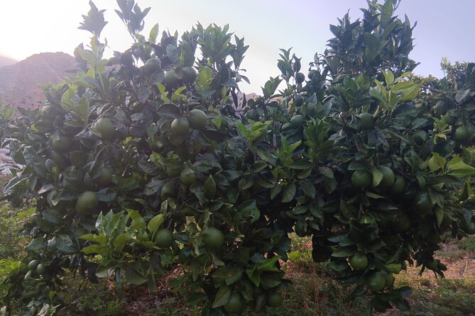 Explore Gran Canaria’s Coffee at Finca Los Castaños - The farm shop and the cost of local products