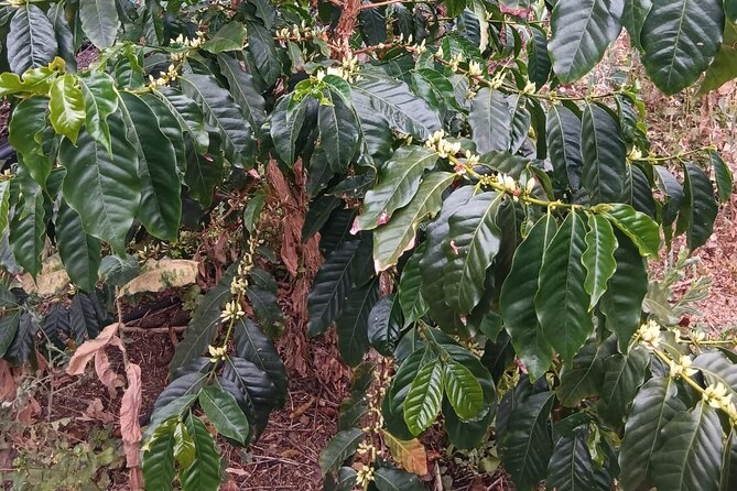 Explore Gran Canaria’s Coffee at Finca Los Castaños - Handling rain and keeping expectations realistic