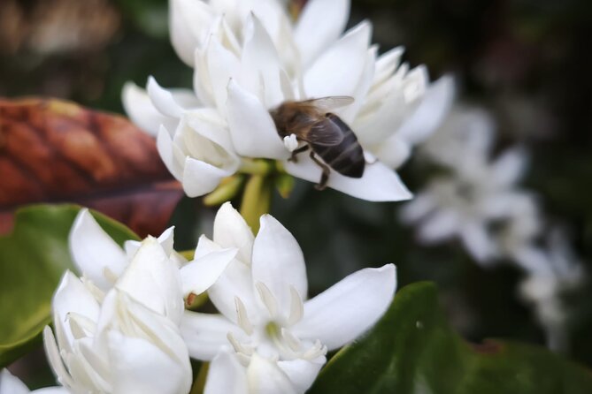 Explore Gran Canaria’s Coffee at Finca Los Castaños - Who will enjoy this experience most