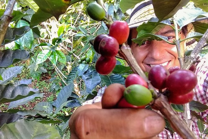 Explore the Coffee Process_From Tree to Cup & Fun by Jeep - Leaving Pereira in a traditional Jeep