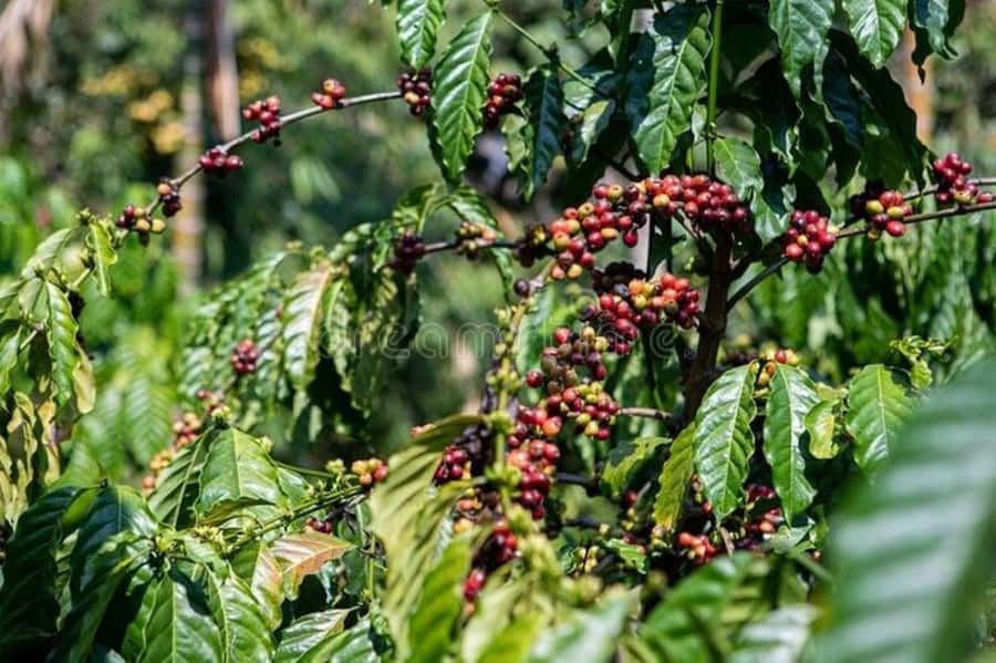 Fairview Coffee Estate Tour From Nairobi - Eight hours for a two-and-a-half-hour estate visit