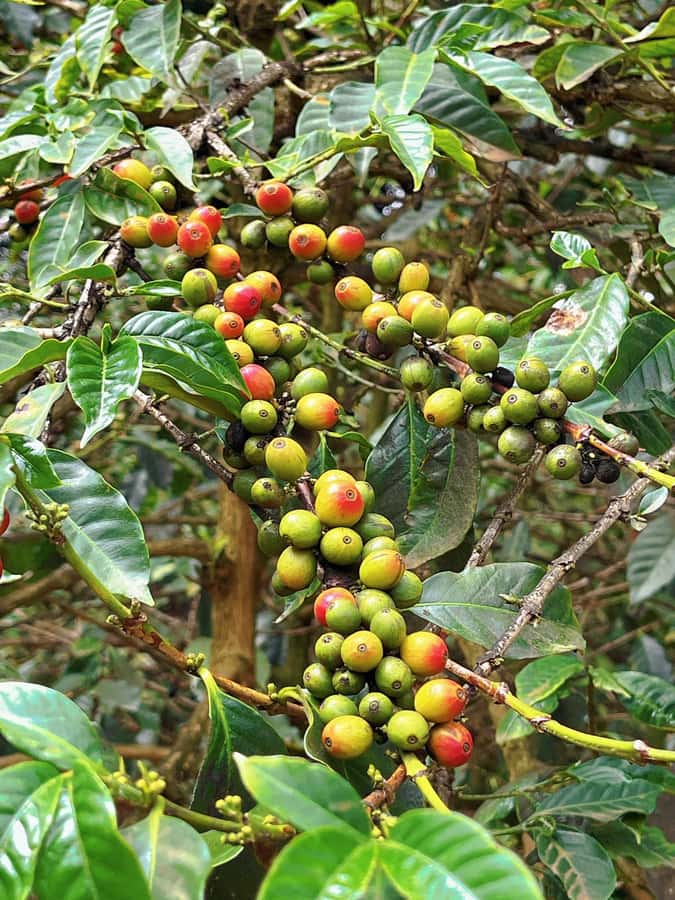Fairview Coffee Estate Tour From Nairobi - First stop: the farm story and coffee plants