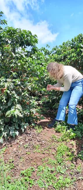 FAIRVIEW COFFEE FARM DAY TOUR - Key points at a glance