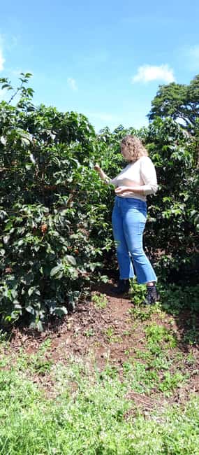 FAIRVIEW COFFEE FARM DAY TOUR - Why Fairview Coffee Farm makes a good Nairobi side trip