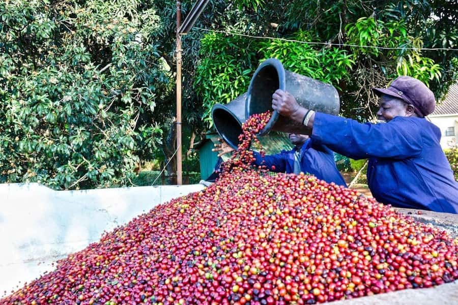 Fairview Coffee Farm Day Tour in Nairobi with Pickup - Inside the factory, from harvested beans to graded coffee