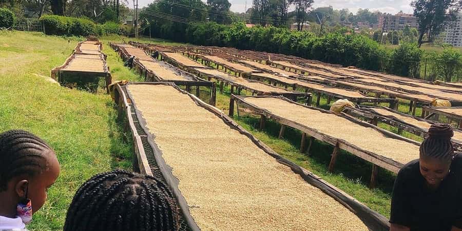 Fairview Coffee Farm Day Tour in Nairobi with Pickup - Practical details that affect your day