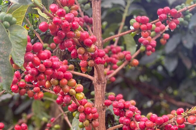 Fairview Estate Coffee Farm Tour With Pick up - What the $75 price really covers
