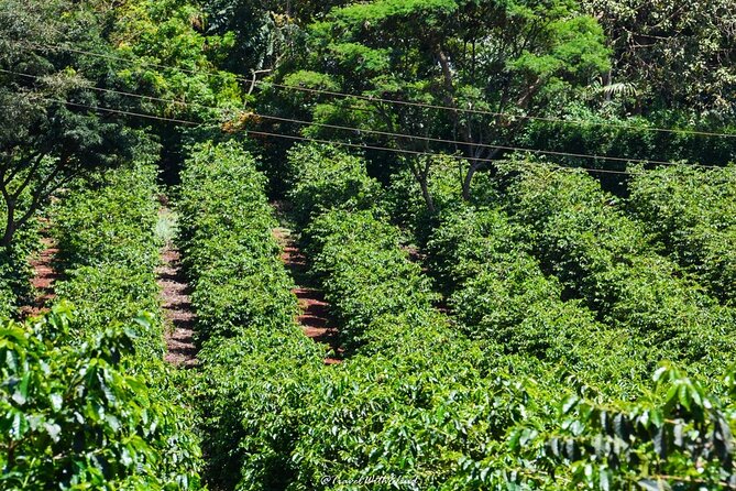 Fairview Estate Coffee Farm Tour With Pick up - Practical details before you book
