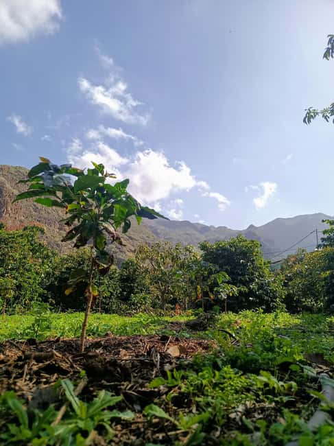 Finca Los Castaños: Agaete Valley Coffee Tour & Tasting - Why this coffee farm is unusual in Europe