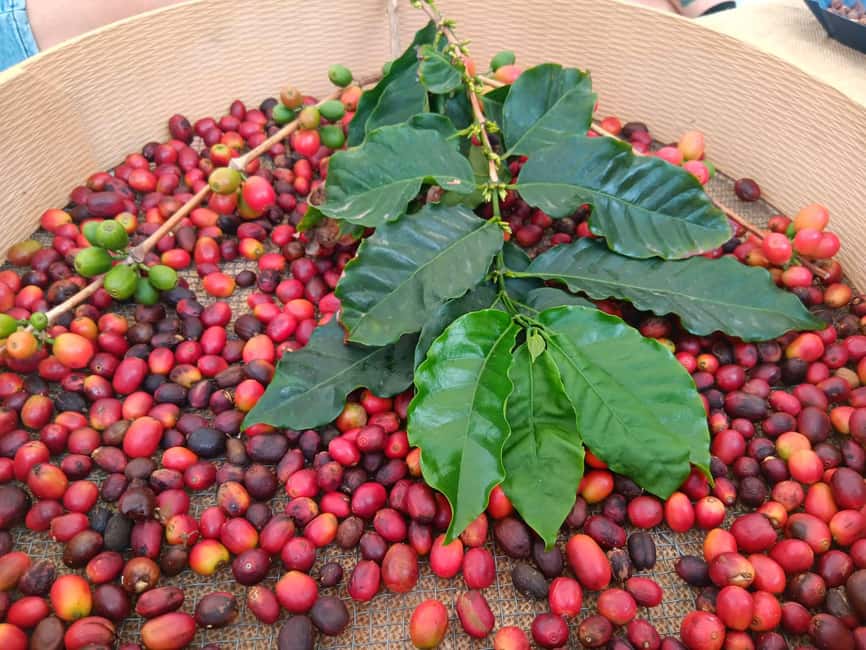 Finca Los Castaños: Agaete Valley Coffee Tour & Tasting - What the coffee-making explanation adds