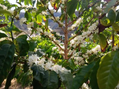 Finca Los Castaños: Agaete Valley Coffee Tour & Tasting